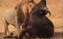 Video: Trâu rừng trả giá đắt vì thách thức sư tử 