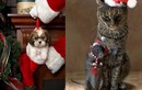 Động vật “thi nhau pose hình” đón Giáng sinh