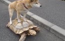 Hài hước clip chó “cưỡi” rùa dạo phố