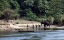 Trải nghiệm vùng đất huyền thoại của voi rừng