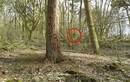 Sinh vật bí hiểm ẩn hiện như “ma” trong rừng ở Anh
