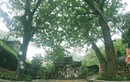 Tận mục 7 cây di sản Việt Nam độc đáo ở Đà Nẵng