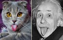 Mèo lè lưỡi siêu đáng yêu như Albert Einstein gây sốt