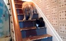 Chết cười con chó sợ mèo không dám xuống cầu thang