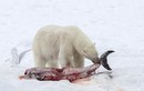 Kinh hoàng gấu Bắc cực xẻ thịt cá heo đẫm máu