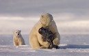 Kịch tính gấu Bắc cực mẹ dạy con săn mồi
