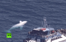Phát hiện thêm cá voi lưng gù trắng cực hiếm 