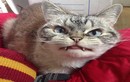 Gặp mèo có răng nanh như ma cà rồng cực đáng yêu