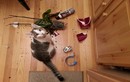 Xem mèo đáng yêu gây “đại họa” vẫn thản nhiên như không