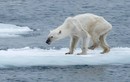 Xót xa hình ảnh gấu trắng Bắc cực gầy gò đau yếu