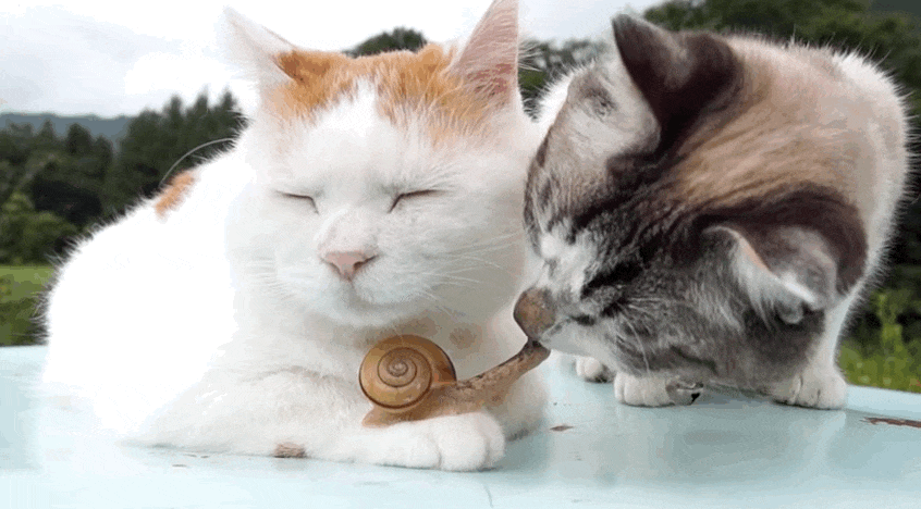 Kỳ lạ đôi mèo bắt ốc sên làm thú cưng