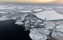 Xót xa nhìn con gấu Bắc cực cô đơn nhất thế giới 