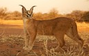 Ảnh siêu độc về loài mèo hoang dã caracal