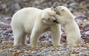 Khoảnh khắc yên bình tuyệt diệu của mẹ con gấu Bắc Cực