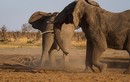 Kịch tính cảnh chó hoang đọ trí với đàn voi khổng lồ