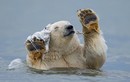 Hài hước gấu Bắc cực lấy xác cá voi rửa mặt 