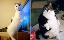 Những chú mèo siêu béo khắp thế giới