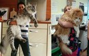 Gặp loài mèo khổng lồ khiến con người trở nên nhỏ bé