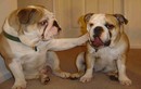 Chết mê khoảnh khắc đáng yêu nhất của chó bulldog