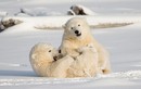 Thích mê cảnh anh em gấu Bắc cực vui vẻ trên tuyết