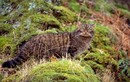 Cận cảnh loài mèo rừng quý hiếm nhất thế giới