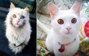 Chết mê những con mèo có đôi mắt đa sắc tuyệt mỹ