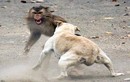 Hãi hùng kịch chiến đẫm máu của khỉ với động vật khác