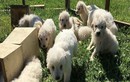 Kỷ lục thế giới chó chăn cừu đẻ 17 con một lứa 