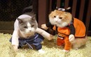 Chết mê mèo đáng yêu cosplay Naruto cực chuẩn 