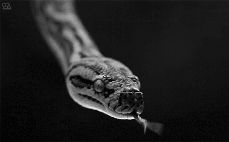 Những loài rắn độc chỉ nghe tên đã sợ mất mật (1)