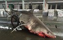 Bắt được cá mập khổng lồ nặng 500kg, dài hơn 4m