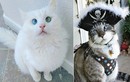 Những chú mèo mắt lác đáng yêu nhất thế giới 