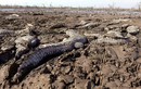 Kinh hoàng loạt cá sấu phơi xác chết thảm do hạn hán