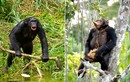 Loạt ảnh hiếm về về loài khỉ Bonobo "dâm loạn" khét tiếng