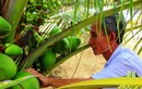 Ảnh: “Quá đã” vườn dừa xiêm lùn siêu ngọt trĩu quả nằm sát biển