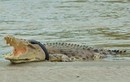 Cá sấu chết thảm vì mắc lốp cao su vào cổ 