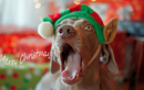 Những chú chó cuồng Giáng sinh hơn cả con người