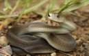 Những sự thật rợn người về loài rắn mamba đen khét tiếng