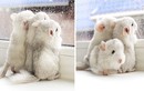 Chinchilla, loài "thỏ lai chuột" dễ thương không thể nào chịu nổi