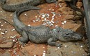 Cá sấu bầm dập vì bị du khách ném tiền xu cầu may 