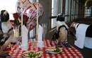 Cặp chim cánh cụt và hành trình hạnh phúc 23 mùa Valentine 