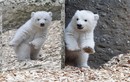 Gấu Bắc cực con siêu đáng yêu khi được chụp ảnh