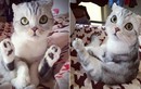 Chết mê cô mèo mắt to xinh đẹp nhất Nhật Bản 