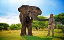 Sự thật gây giật mình về loài voi có thể nói được tiếng người