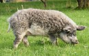 Thích thú những con lợn lông xù quý hiếm độc nhất thế giới