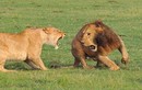 Sư tử đực kiên trì quyến rũ sư tử cái hung dữ và kết đẹp