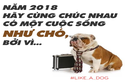 Xuân Mậu Tuất nếu ai chúc bạn sống như… cún, đừng vội nổi giận 