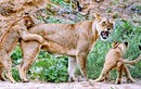 Cận cảnh gia đình sư tử miệt mài học kỹ thuật đi săn 