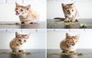 Loạt ảnh khó tin về hành động của loài mèo phê cần 