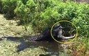 Kinh hoàng cá sấu khổng lồ tìm nơi vắng vẻ giết thịt đồng loại